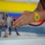 Clinica veterinaria 24 horas Lovely Dog Plano de saude veterinario