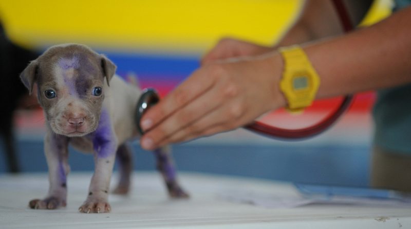 Clinica veterinaria 24 horas Lovely Dog Plano de saude veterinario