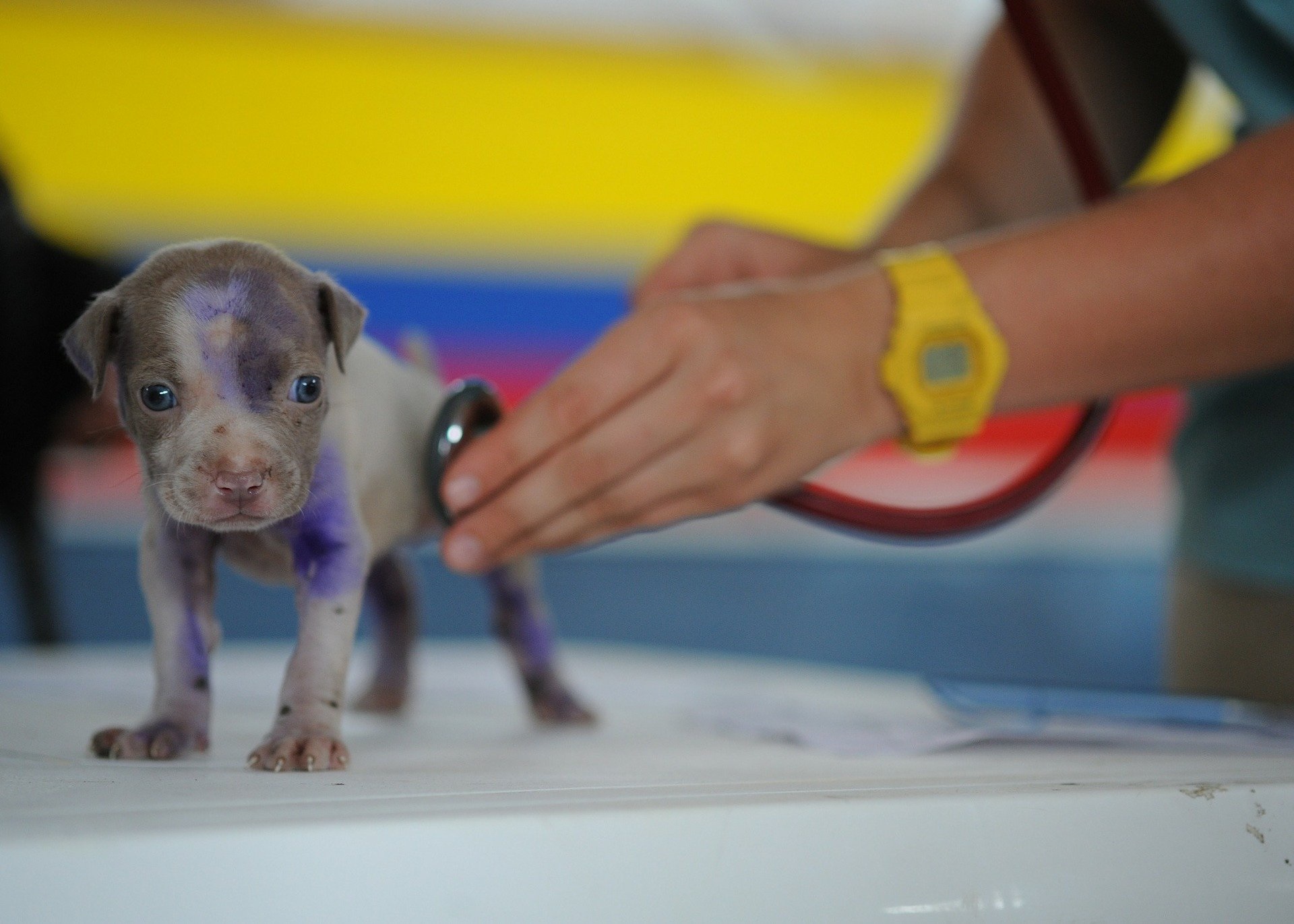 Clinica veterinaria 24 horas Lovely Dog Plano de saude veterinario