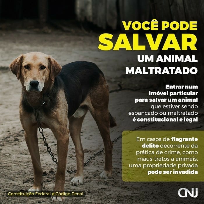 Como denunciar maus tratos contra animais