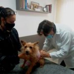 Dr-Joao-Gustavo-Clinica-Veterinaria-Lovely-Dog-Florianopolis-SC_