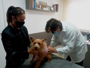 Dr-Joao-Gustavo-Clinica-Veterinaria-Lovely-Dog-Florianopolis-SC_