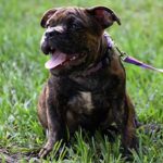 lovely-dog-florianopolis