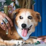 veterinaria-acupuntura-caes-gatos-campeche-Roberta-Mounayer-bicho-da-mandala-florianopolis-03