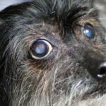 oftalmologia-veterinaria-florianopolis1