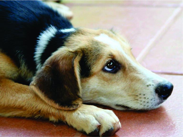 Lovely-dog-florianopolis