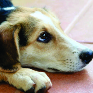 Lovely-dog-florianopolis