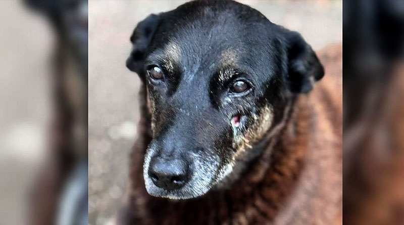 MPSC acompanha investigação pela morte covarde e cruel do cãozinho Orelha, da Praia Brava de Florianópolis