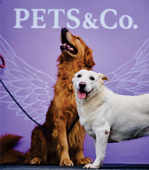 PETS e Co - campeche 01