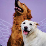 pet e co - clinica veterinaria no campeche
