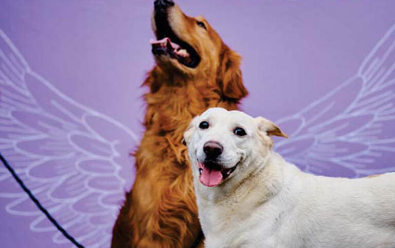 pet e co - clinica veterinaria no campeche